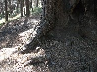 ppinazzu-20100402 085